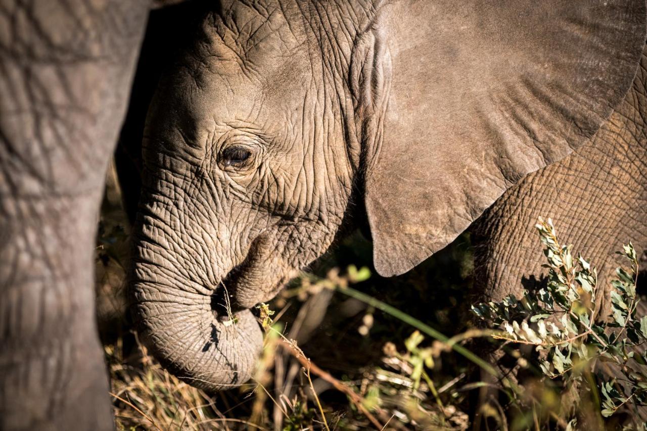 Nkuhlu Tented Camp 史库库莎 外观 照片