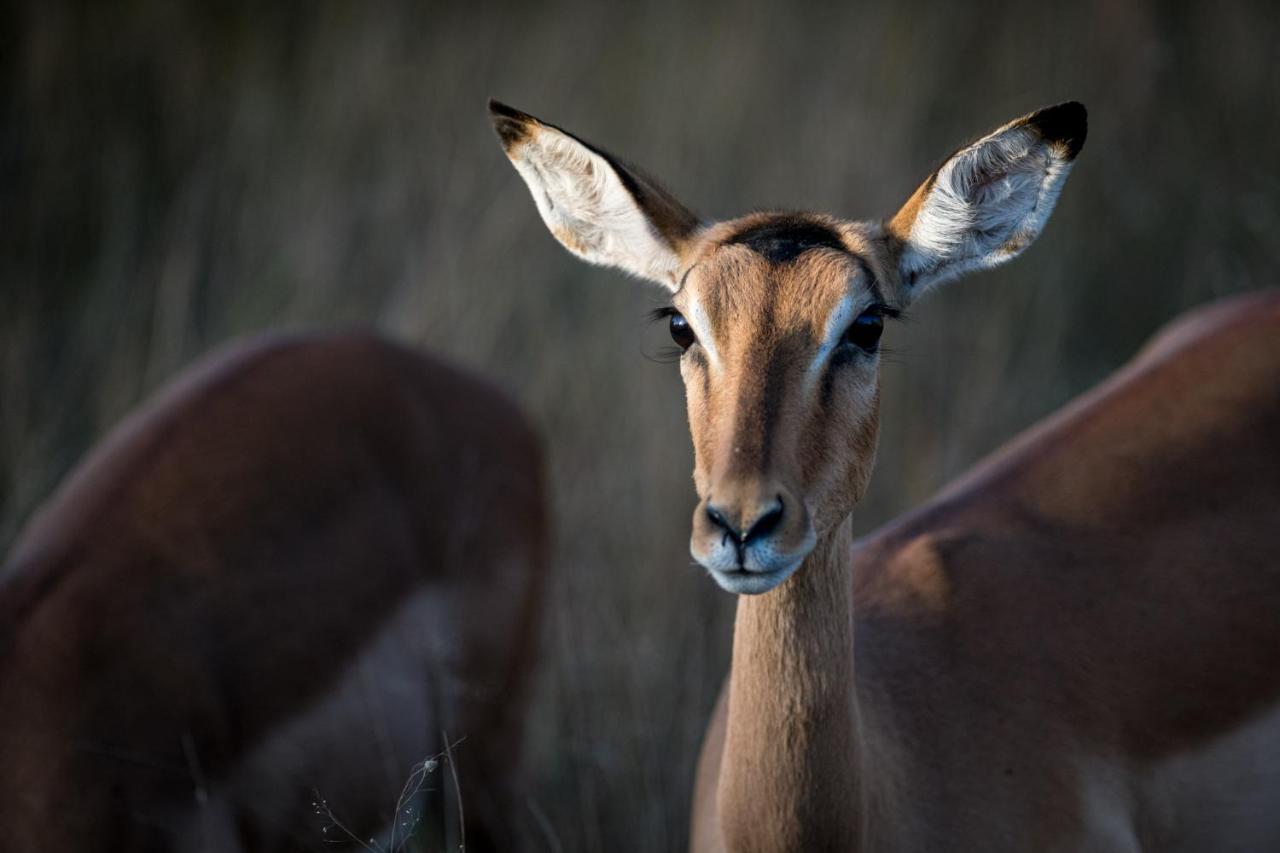 Nkuhlu Tented Camp 史库库莎 外观 照片