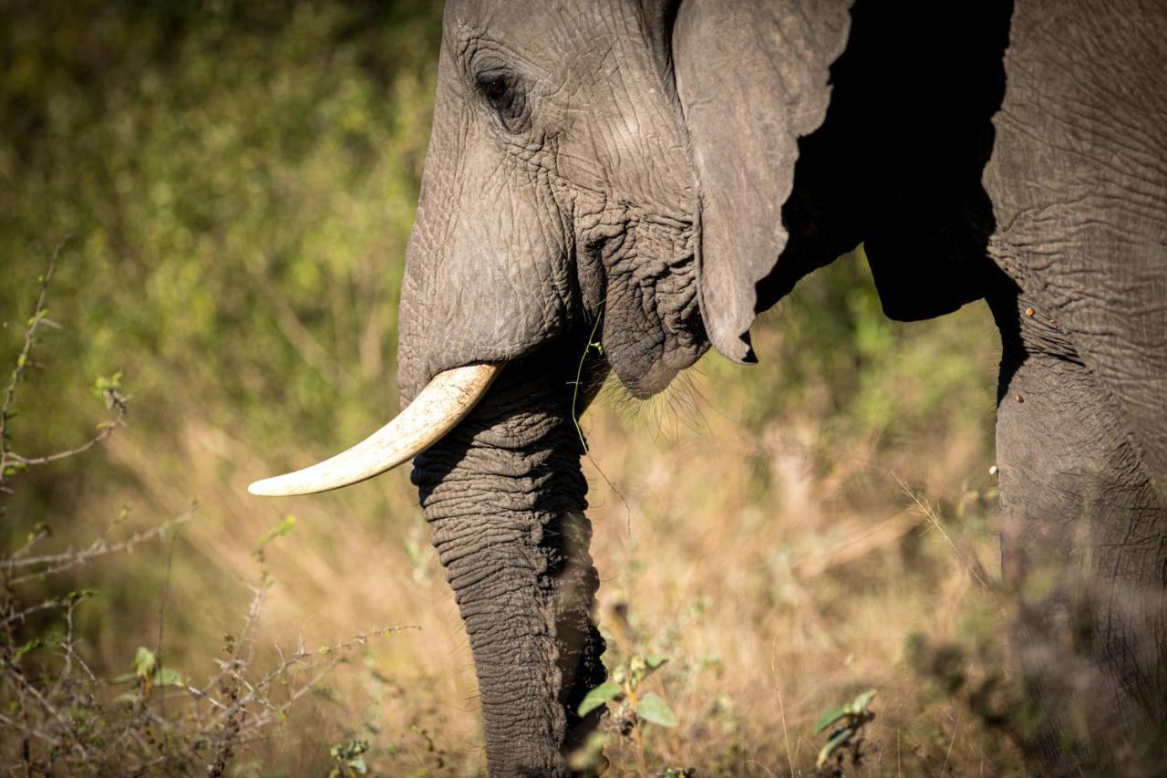 Nkuhlu Tented Camp 史库库莎 外观 照片