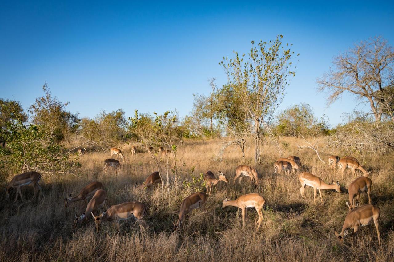 Nkuhlu Tented Camp 史库库莎 外观 照片